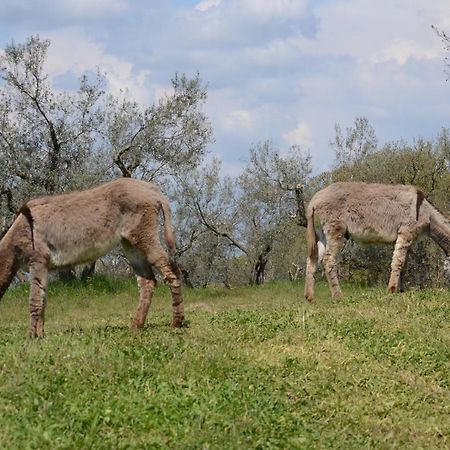 Agriturismo La Lampada Di Atena Vetralla Zewnętrze zdjęcie